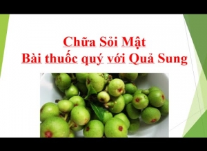 03 cách chữa bệnh sỏi thận bằng quả sung hiệu quả chỉ sau 1 tuần